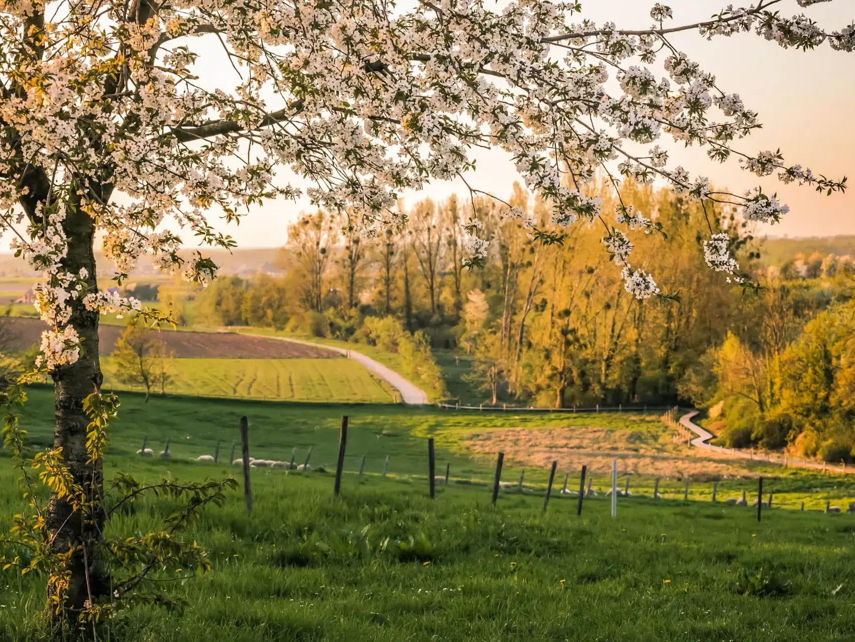 Landschap van Haspengouw